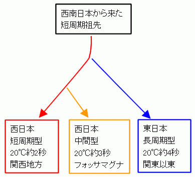 ゲンジボタルの進化