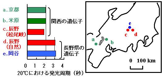 辰野町の移入外来種ゲンジボタルと在来種(天然)ゲンジボタル