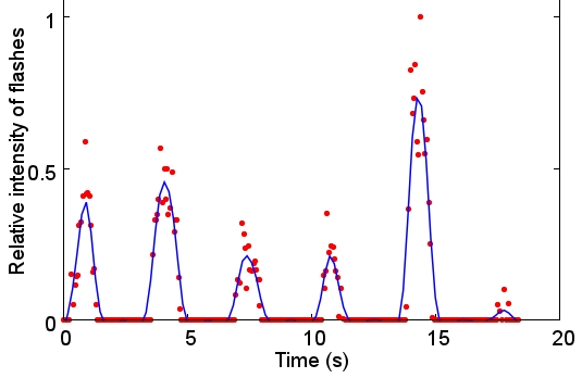 Temporal changes in the flash pattern of fireflies