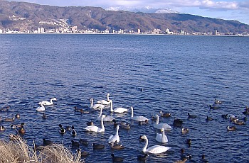 岡谷市・横河川河口,諏訪湖のコハクチョウ