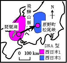 ゲンジボタル西日本型の変異