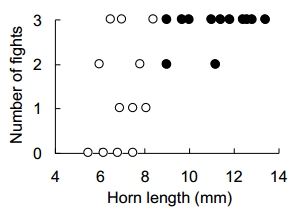 Larger male beetles are more aggressive.