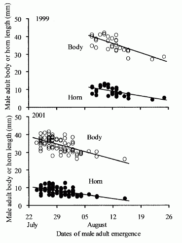 Large males earlier emerge than small males in the Japanese horned beetle.</i>