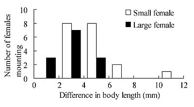 Smaller females show homosexual behavior.